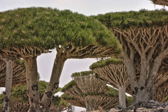 Drachenbaum, Socotra In, Jemen Drachenbaum, Socotra In, Jemen