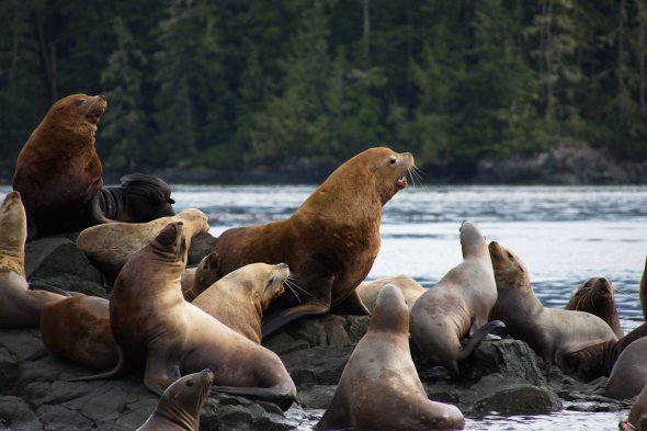 Vancouver Island : Sea Lions near Broughton Archipelago - British Columbia - Canada Vancouver Island : Sea Lions near Broughton Archipelago - British Columbia - Canada