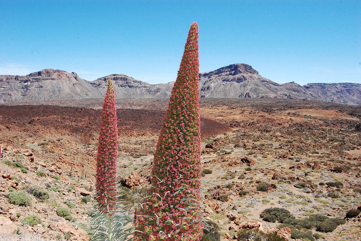 Impression aus Teneriffa Impression aus Teneriffa