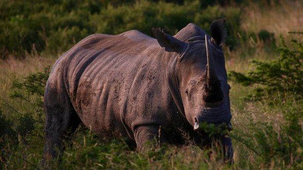 Ein Nashorn in Südafrika Ein Nashorn in Südafrika