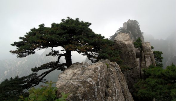 Huangshan Pine Huangshan Pine