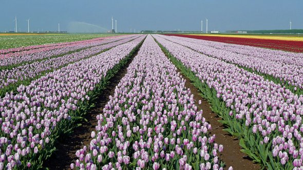 Tulips in the Flevopolder, Niederlande Tulips in the Flevopolder, Niederlande