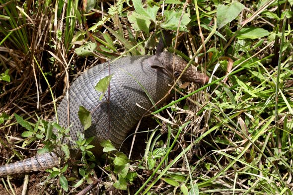 Seltene Begegnung. Nine-banded armadillo (Dasypus novemcinctus). Ecuador Seltene Begegnung. Nine-banded armadillo (Dasypus novemcinctus). Ecuador