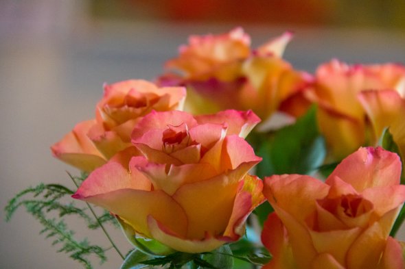 Roses Roses