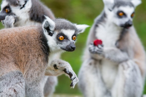 Lemur, Madagaskar Lemur, Madagaskar