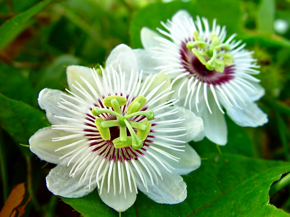 Wild maracuja, Bush passion fruit. Passiflora foetida. Wild maracuja, Bush passion fruit. Passiflora foetida.
