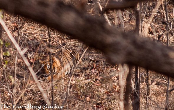 Satpura Tiger, Nationalpark. Der Tiger ist gut getarnt Satpura Tiger, Nationalpark. Der Tiger ist gut getarnt