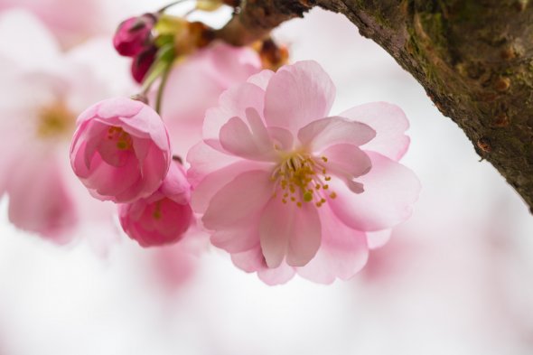 Pink blossom Pink blossom