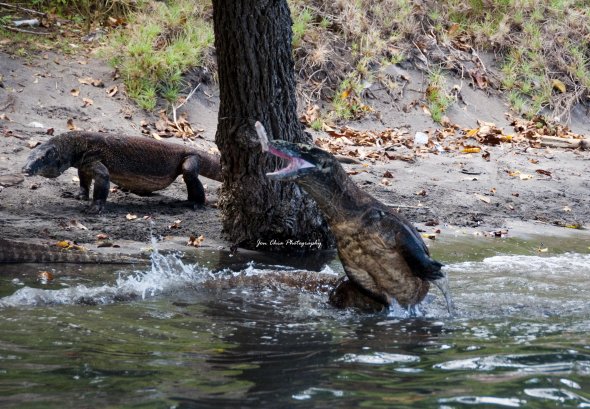 Platz 5 der Weltwunder der Natur. Komodo ist eine der Kleinen Sundainseln mit einer Fläche von 390 km² und etwa 2000 Einwohnern. Sie gehört zur indonesischen Provinz Ost-Nusa Tenggara. Platz 5 der Weltwunder der Natur. Komodo ist eine der Kleinen Sundainseln mit einer Fläche von 390 km² und etwa 2000 Einwohnern. Sie gehört zur indonesischen Provinz Ost-Nusa Tenggara.