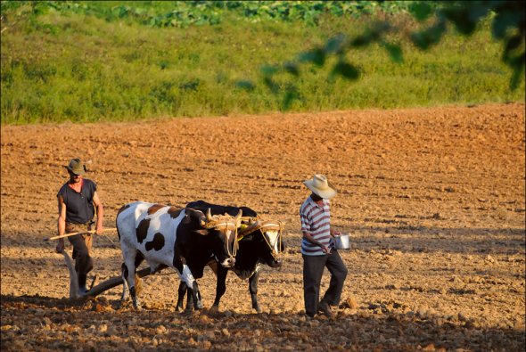 traditionelle Landwirtschaft, Kuba traditionelle Landwirtschaft, Kuba