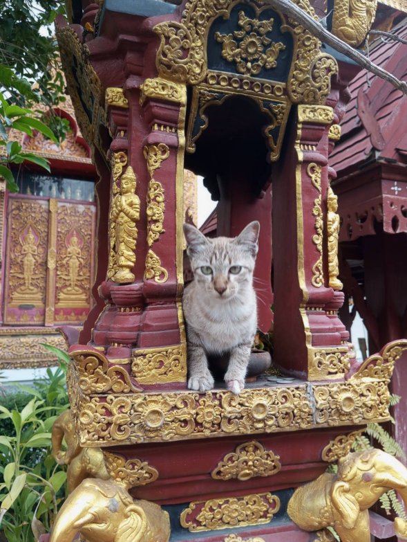 Katzen in Thailand