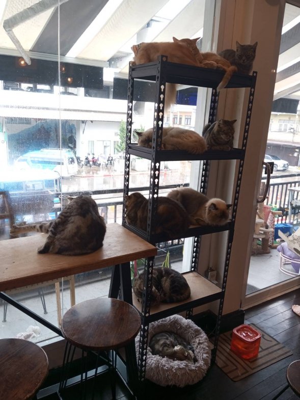 Katzen in Thailand