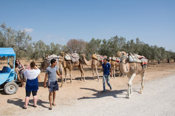 Kamele in Hammamet.