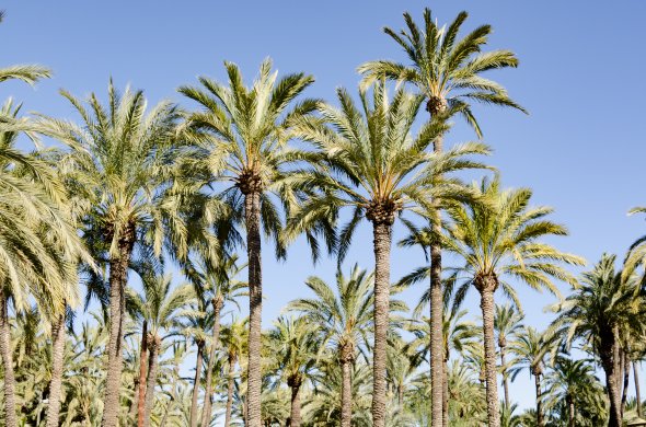 Alicante Elche - bekannt für den größten Palmenpark in Europa