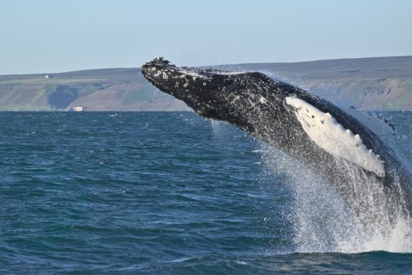 Walbeobachtung in Husavik, Island