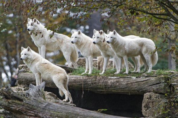 Polarwölfe im Tierpark von Sainte-Croix. Polarwölfe im Tierpark von Sainte-Croix.