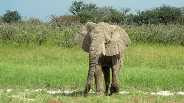 Elefant im Etosha Nationalpark in Namibia. Elefant im Etosha Nationalpark in Namibia.