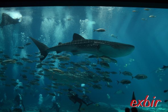 Genial -Riesenaquarium in Atlanta. Foto: Christian Maskos Genial -Riesenaquarium in Atlanta. Foto: Christian Maskos