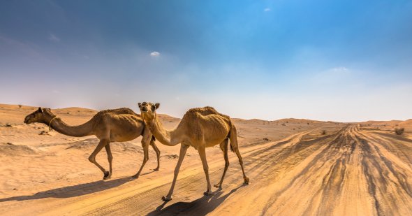 In Ras al Khaimah könnt ihr nicht nur hervorragend an den langen Sandstränden baden, sondern auch geführte Ausflüge in die Wüste unternehmen!