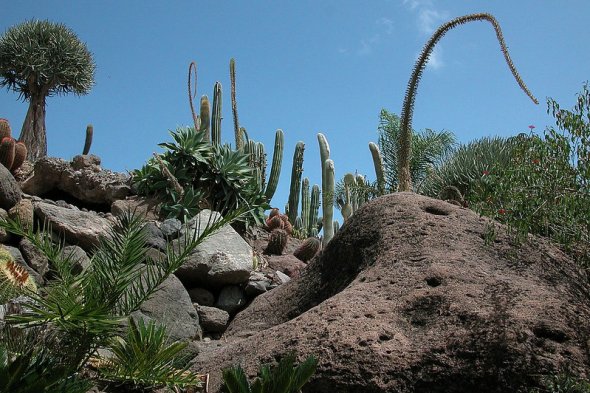 Gran Canaria_cactus