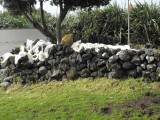 Spixey Tristan da Cunha. An der Wand trocknende Vliese, die darauf warten, zu Wolle gesponnen zu werden