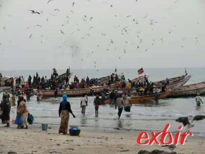 Anlandung der Fischerboote in Bakau, Gambia. Foto: Wolfgang Hesseler Anlandung der Fischerboote in Bakau, Gambia. Foto: Wolfgang Hesseler