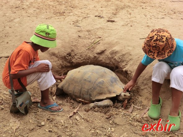 Schildkröte in der Gambian Reptiles Farm. Foto: Wolfgang Hesseler Schildkröte in der Gambian Reptiles Farm. Foto: Wolfgang Hesseler