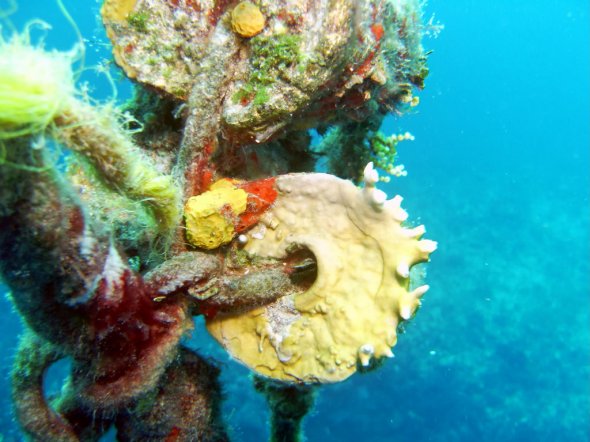Die Farben des Meeres, Underwater Bahamas