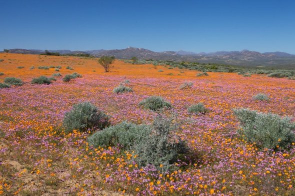 Namaqualand Blumen