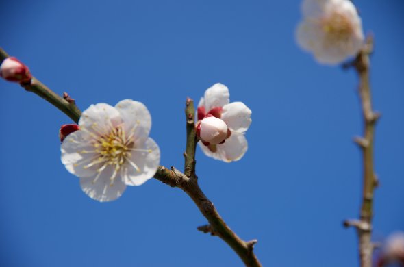 Kirschblüten im südjapanischen Fukuoka Kirschblüten im südjapanischen Fukuoka