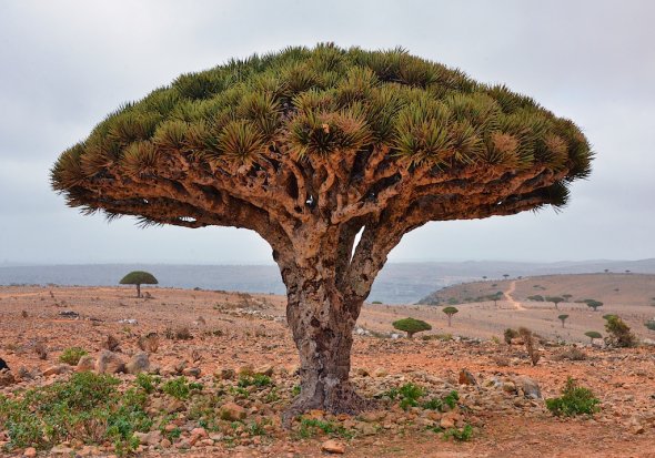 Drachenblut-Baum, Socotra-Insel