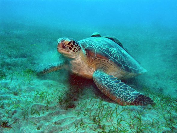 Eine Meereschildkröte im Roten Meer vor Ägypten