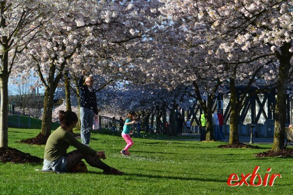 Absolut positive Überraschung: Portland inOregon, hier die Kirschblüte am Flußuferim Zentrum.Foto: Christian Maskos Absolut positive Überraschung: Portland inOregon, hier die Kirschblüte am Flußuferim Zentrum.Foto: Christian Maskos